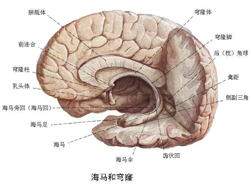 科学家们证实了,焦虑的根源来自于我们大脑当中"海马区齿状回区域"